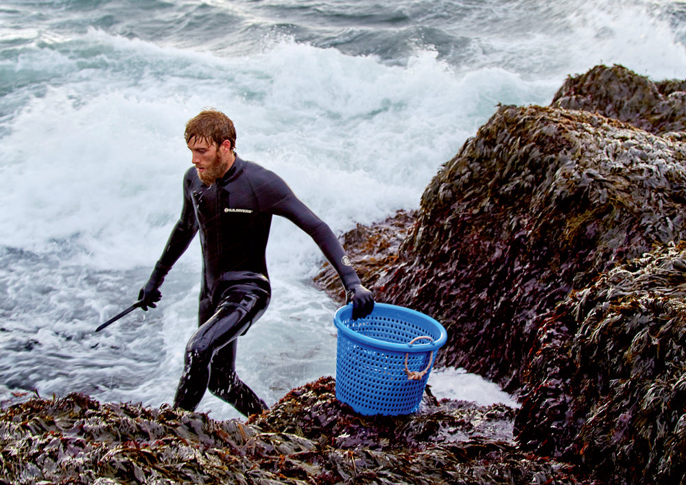 Atlantic Holdfast Seaweed Company
